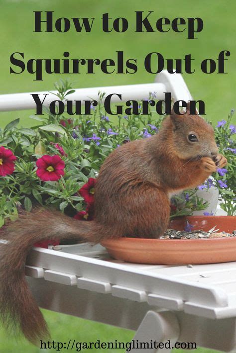 My husband began researching how to keep squirrels out of your garden, hence this blog post. How to Keep Squirrels Out of Your Garden | Get rid of ...