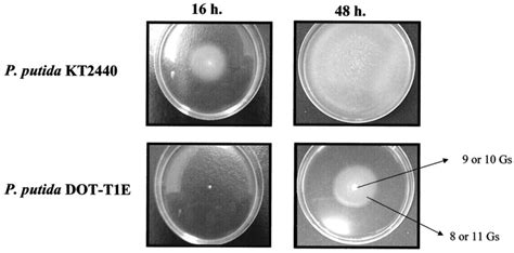 Morphology Of P Putida Dot T1e And P Putida Kt2440 Colonies In