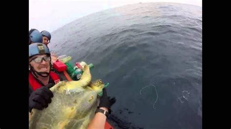 Entangled Sea Turtles Rescued By Coast Guard Youtube