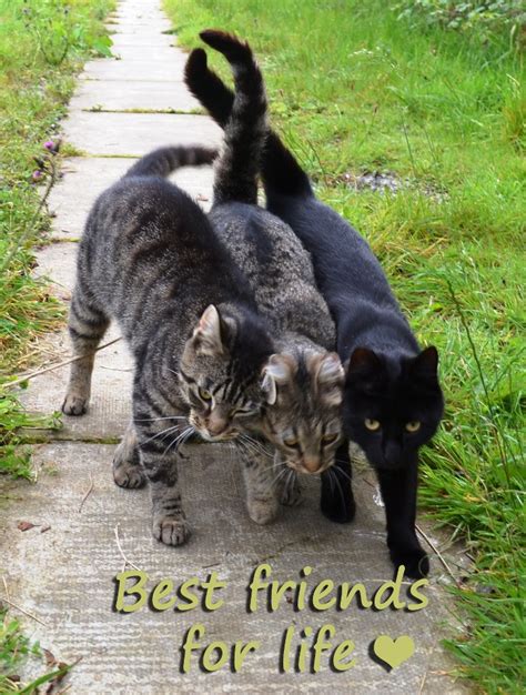 Petsfashion Cats Best Friends For Life