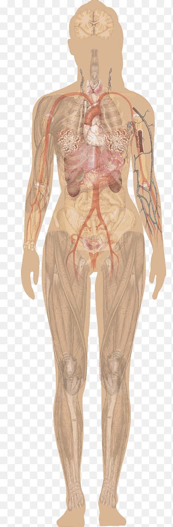 อวัยวะร่างกายมนุษย์ระบบสืบพันธุ์เพศหญิงกายวิภาคหญิง ท้อง