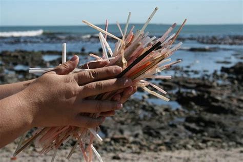 The Ban On Plastic Straws A 21st Century Environmental Movement By