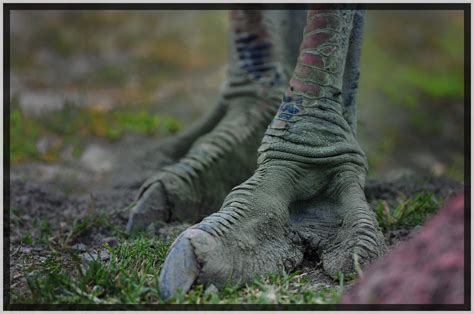 Dinosaur Feet Patas De Velociraptor Emplumado Feat Flickr