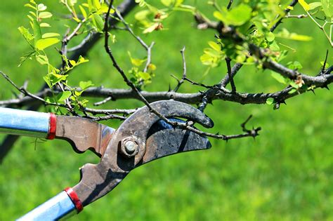 When Should You Prune Fruit Trees How To Prune An Olive Tree When