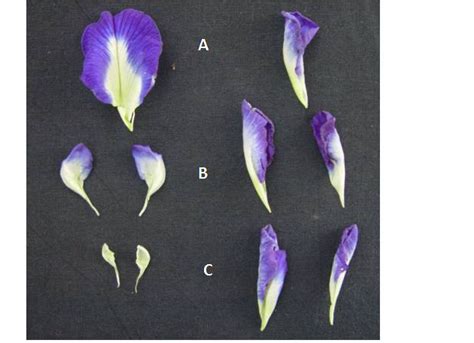 Dissected Flowers Of C Ternatea Normal Flower On Left Side And