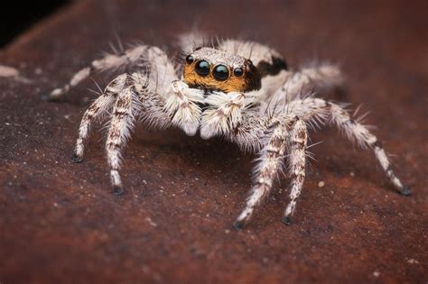 A Familiar Face Jumping Spider By Kisarisary On Deviantart