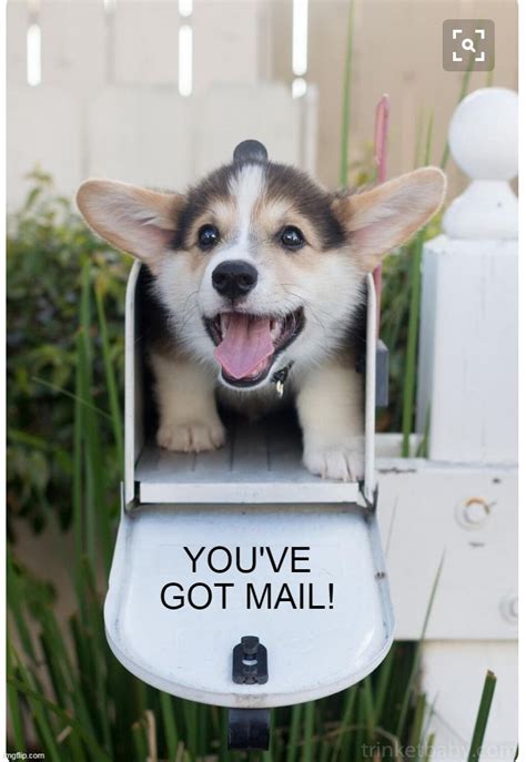 Who Sends Pets In The Mail Imgflip