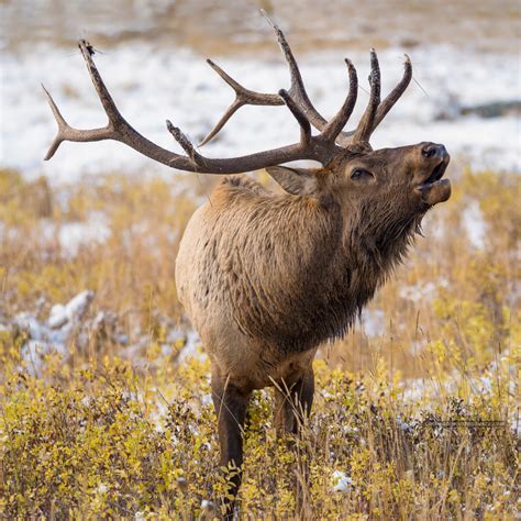 Colorado Bull Elk Bugling In Rocky Mountain National Park