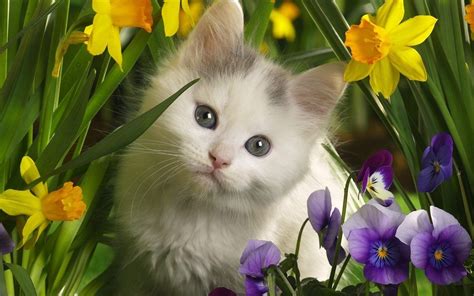 Cute Kitten Kittens Wallpaper 16096569 Fanpop