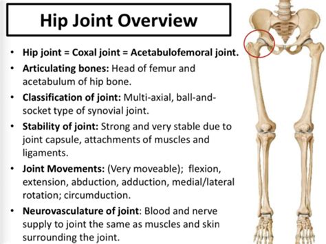 Joints Of The Lower Limb Flashcards Quizlet