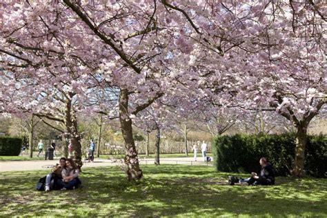 Where To See Spring Flowers In London London Garden Hanami Kew Gardens