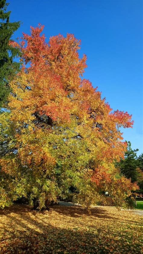 Red Maple Tree In Autumn Park Stock Photo Image Of Natural Sunny