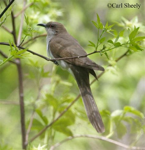 Tennessee Watchable Wildlife Black Billed Cuckoo Habitat Grassland