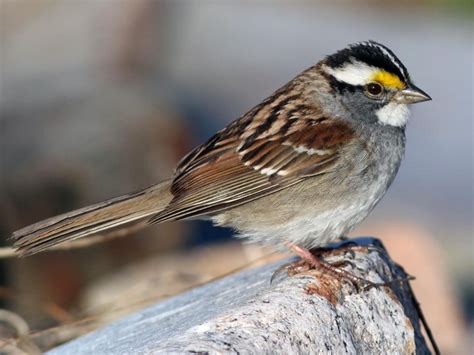 Photos And Videos For White Throated Sparrow All About Birds Cornell