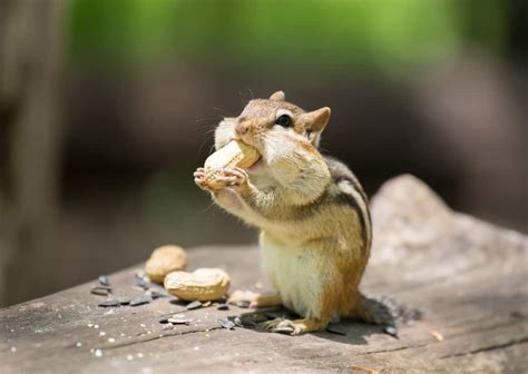 15 Things Chipmunks Like To Eat Most Diet Care And Feeding Tips