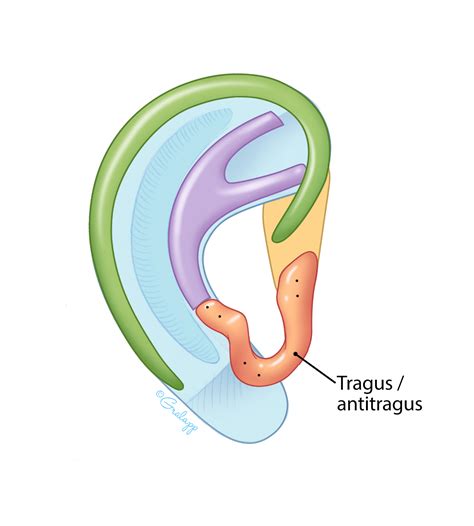 External Ear Oto Surgery Atlas