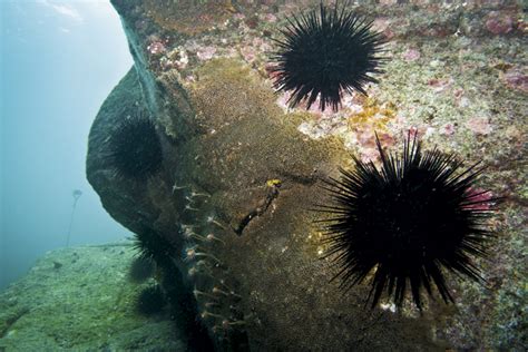 Sea Urchin Reproduce Sexually Or Asexually How To Raise Livestock For