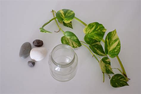 Plants need water but do not overwater them as it will ruin their roots. DIY: Money plant in glass bottle - JewelPie