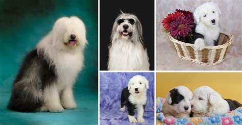What Vitamins Can Be Given To Old English Sheepdog