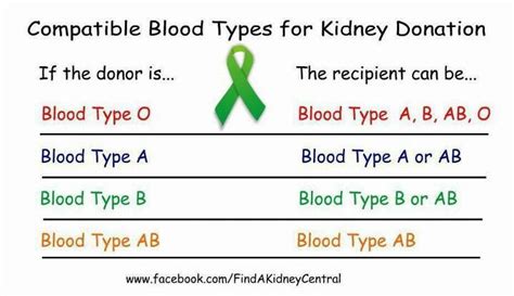 What Blood Types Can Donate A Kidney