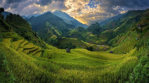 Download Vietnam Valley Field Mountain Man Made Rice Terrace Hd Wallpaper