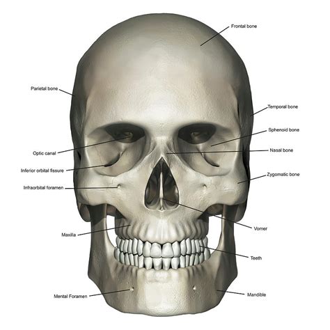 Bones Of Skull Anterior View My XXX Hot Girl