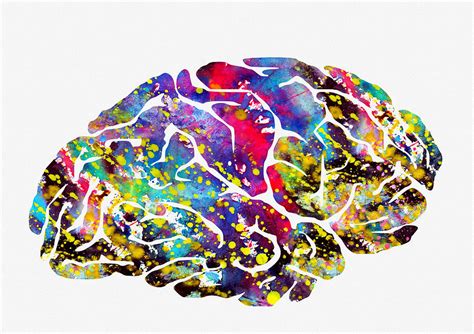 Human Brain Illustration Colorful Digital Art By Erzebet S