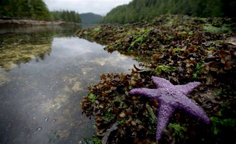 Scientists Solve Mystery Of What Is Killing Sea Stars In British