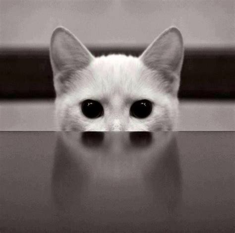 He had greenish eyes till yesterday i've noticed one of his eyes are different color it's like a dark brown maybe a copper color just one eye though. white cat with black eyes | Crazy cats, White cats, Cats