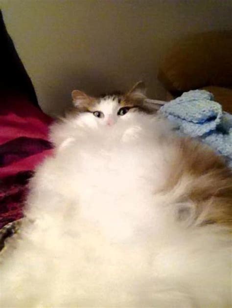 14 Of The Fluffiest Cats Youve Ever Seen Part 2