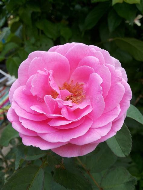 Pink Damask Rose Flower In Nature Garden Stock Photo Image Of Leaf