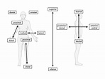 Anatomische Lage- und Richtungsbezeichnungen - DocCheck