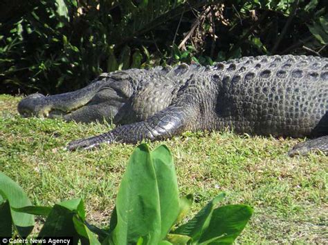 Giant Alligator Is Photographed On A Florida Beach Daily Mail Online