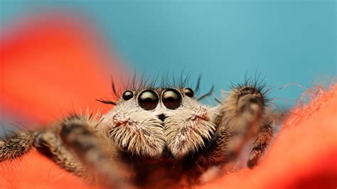 Spider Cute Wallpapers Wallpaper Cave