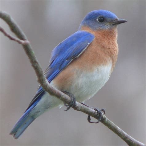 10 Facts About Bluebirds Fact File