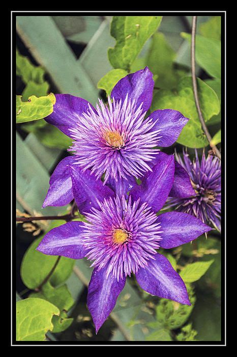 Clematis Blossoms Clematis Varieties Clematis Plants Plant Lady