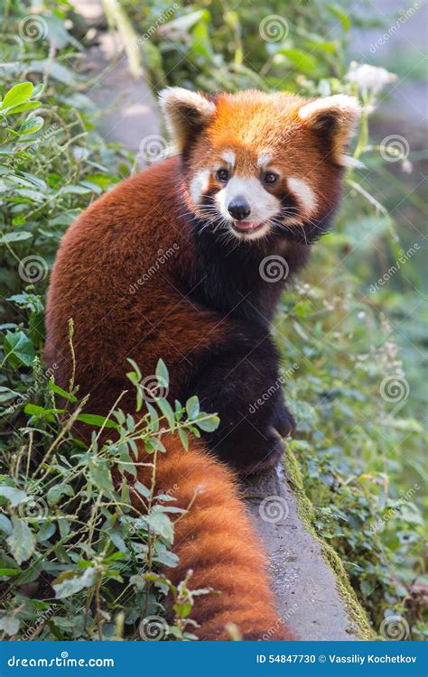 Amazing Orange Panda Stock Photo Image Of Bamboo Asia 54847730