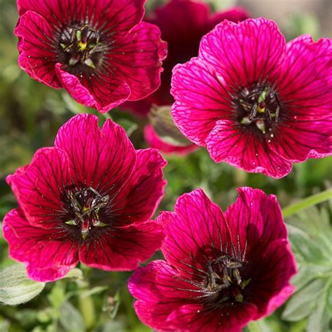 Geranium Cinereum Jolly Jewel Purple Flower Plants From Woolmans