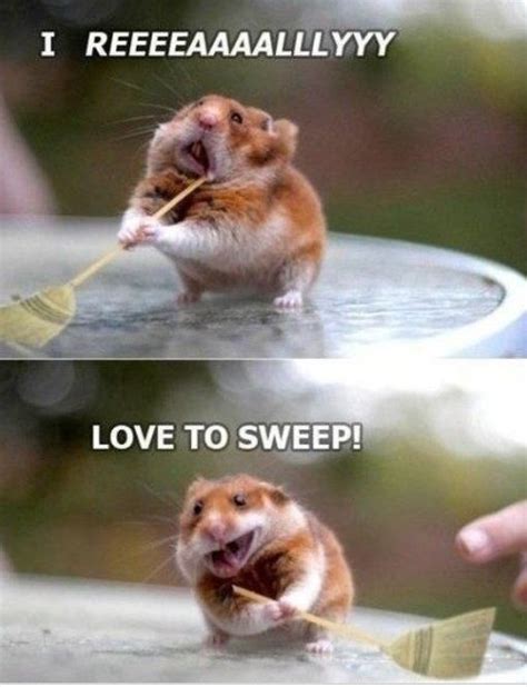 Animal Captions Funny Animals With Captions Cute Animal Memes Funny