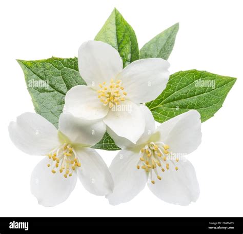 Blooming Jasmine Flower Branch With Jasmine Leaves Isolated On White