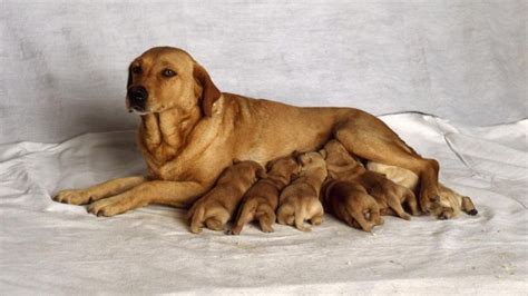 Gestation length ranges from 279 to 287 days. How Long Does It Take a Dog to Give Birth? | Reference.com
