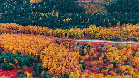 Forest Road Aerial View Trees Autumn 4k Hd Wallpaper