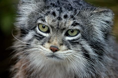 Meet The Manul The Most Adorable And Expressive Cat Of All Time