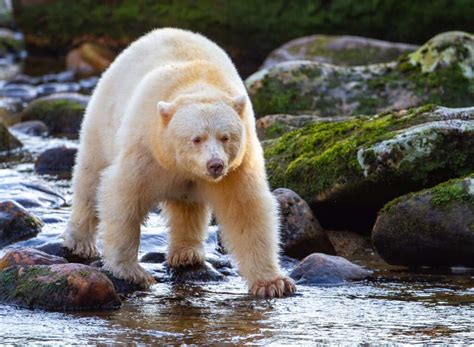 Kermode Bear Spirit Bear Animal Facts Ursus Americanus Kermodei A