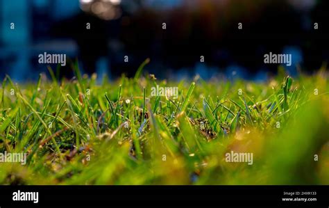 Defocused Grasses View From Ground Level Nature Background Photo Or