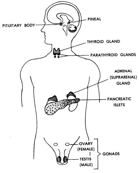 Images 10 Endocrine Systems Basic Human Anatomy