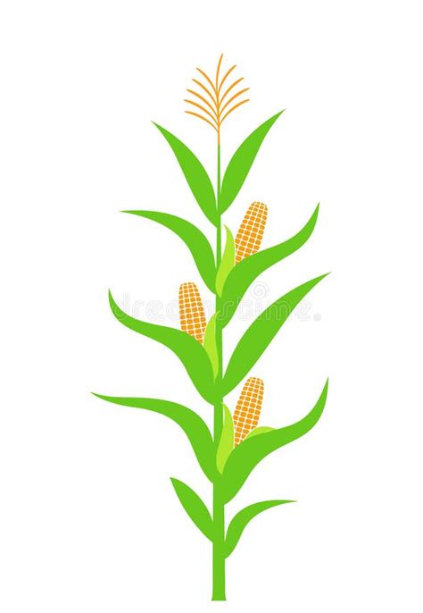 Autumn Illustration Watercolor Illustration Plant Drawing Corn