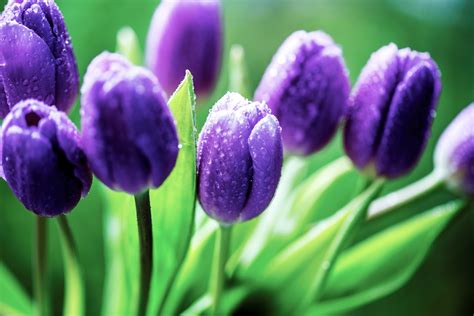 Purple Tulip Flowers Flowers Tulips Purple Flowers Dew Hd Wallpaper