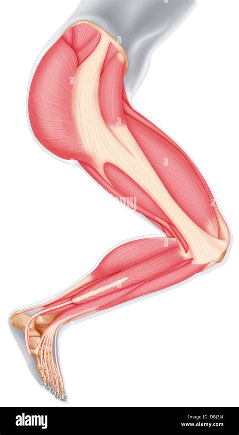 Muscular En Las Extremidades Inferiores Dibujo Fotografía De Stock Alamy