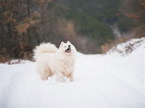 10 White Dog Breeds That Thrive In Cold Weather Always Pets